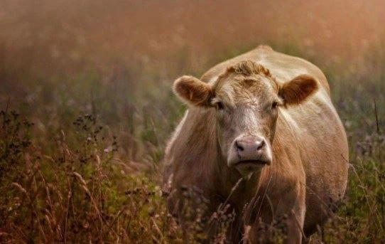 2021 Chinese plaasmark